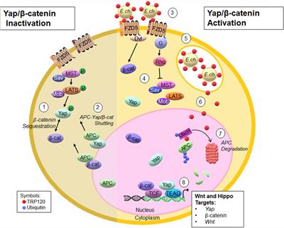 Ehrlichia chaffeensis TRP120 ubiquitinates tumor suppressor APC to modulate Hippo and Wnt signaling 